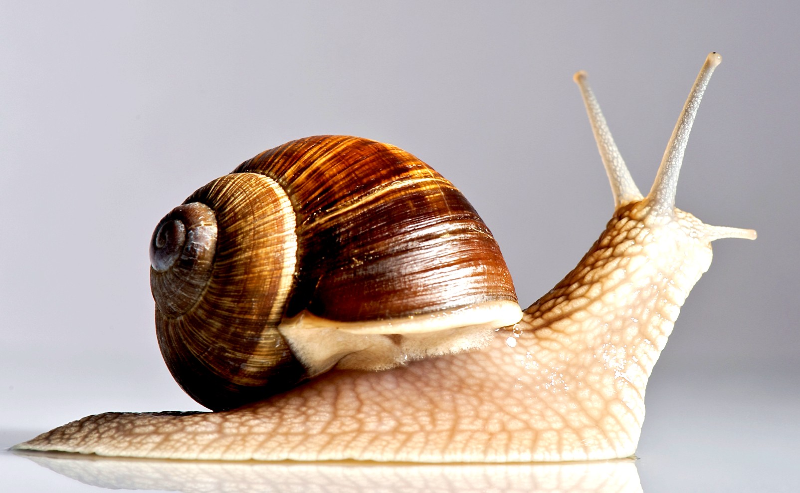 Hoe schoonheidsproducten met slakkenslijm je gezicht jonger en stralend maken